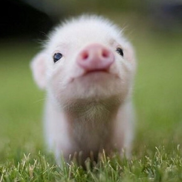 Meet your Posher, Michelle - Picture 1 of 1